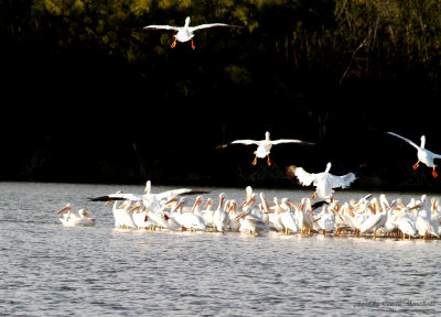 The pelicans congragate on a small island on the lake