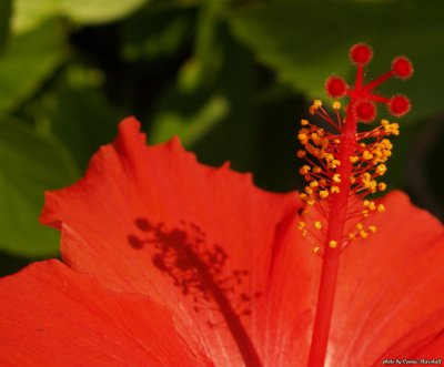 Hibiscus