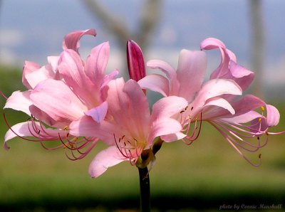 Pink Lady