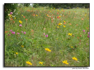 Flowers in the field/yard
