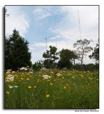 Wild flowers near the house