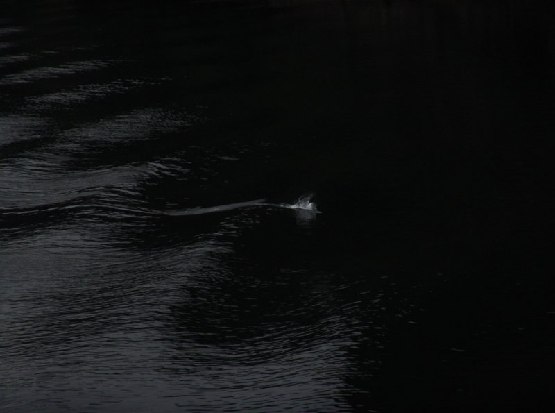 Splash