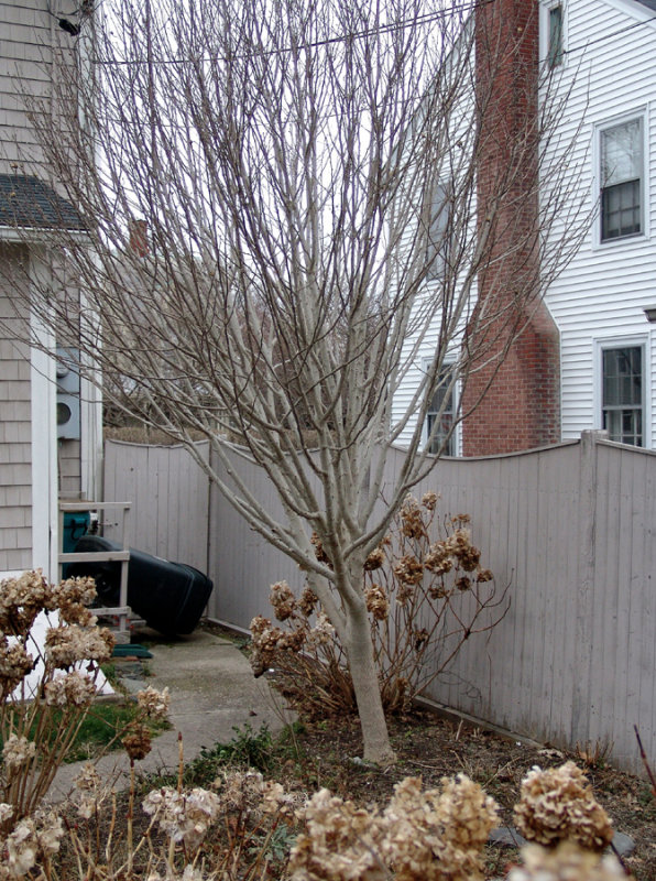 Yard