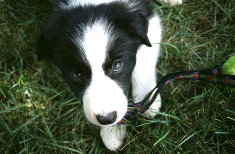 Play?
