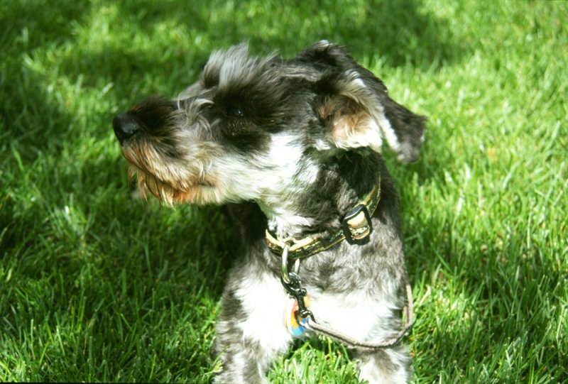 Scupper Stylin