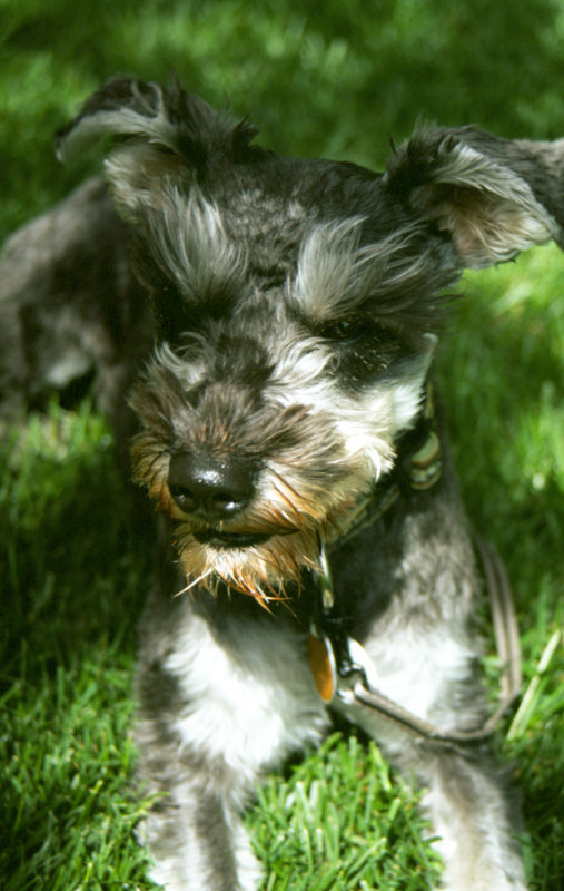 Scupper