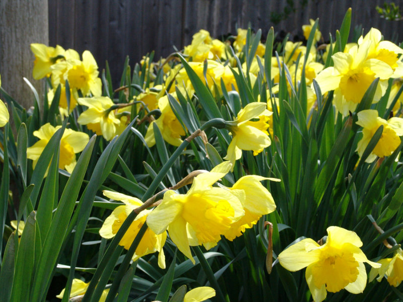 Daffodils