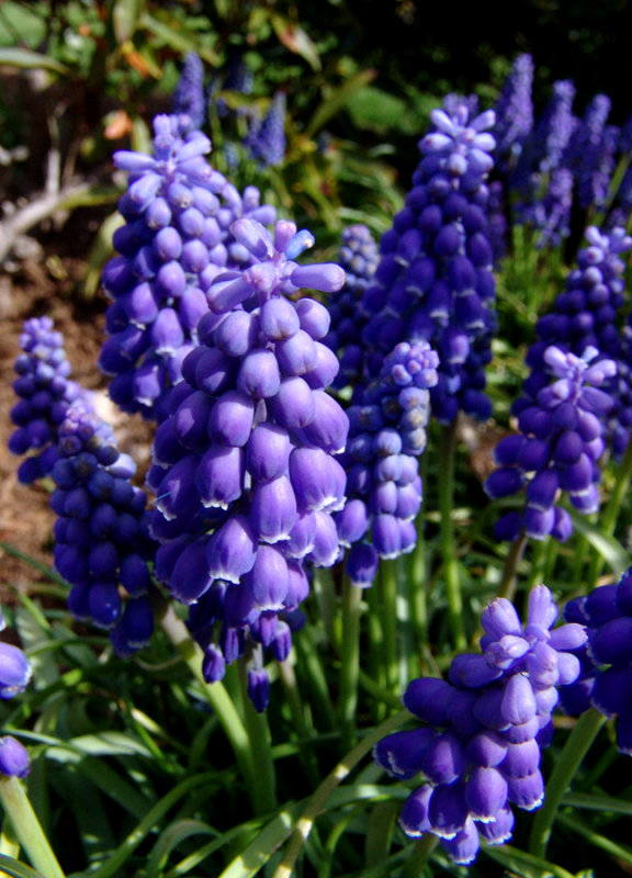 Grape hyacinth