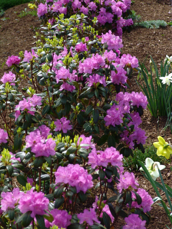 Azaleas