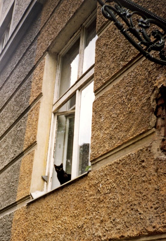 Czech kitten