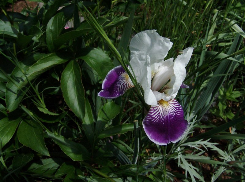 Iris