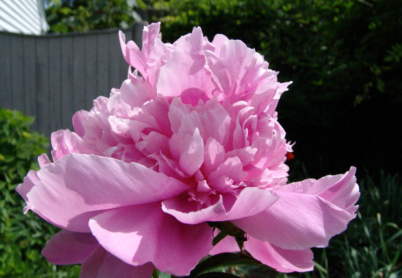 Pink Peony