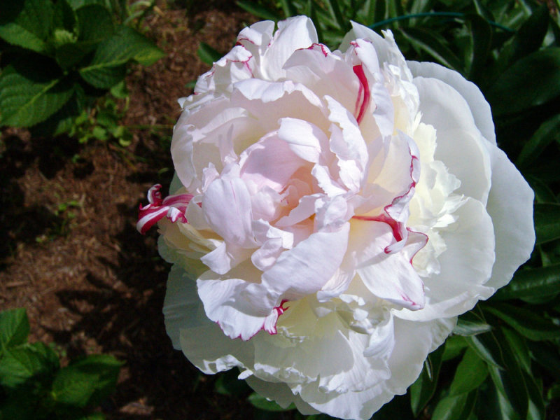 White Peony