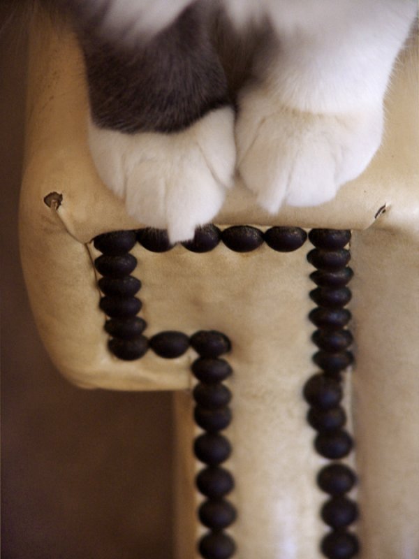 Paws
