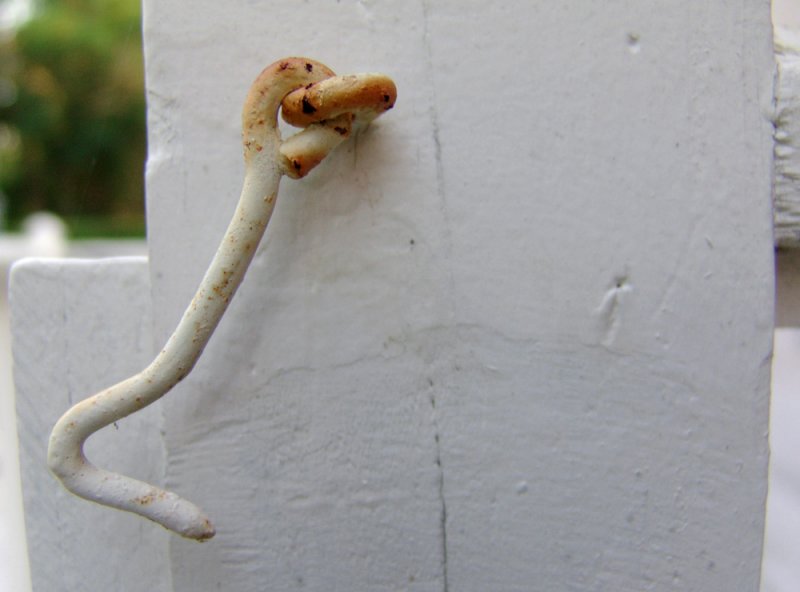 hooked