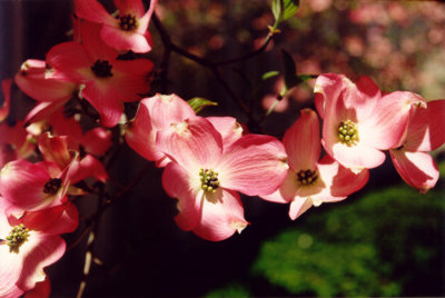 Dogwood in Pink