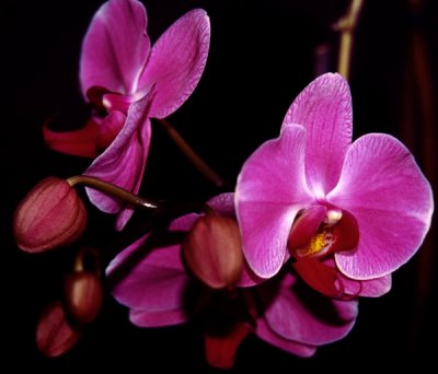 Pink Phalaenopsis