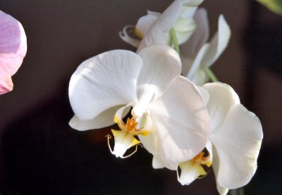 Orchids in Sun