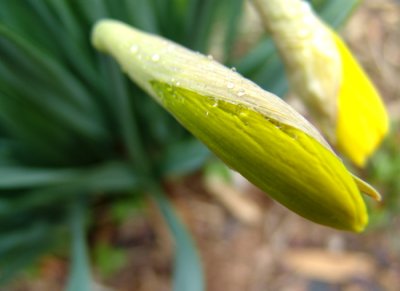 Closed Daffodil