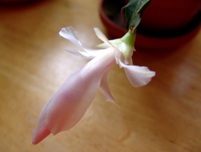 Christmas Cactus