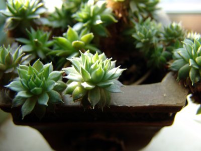 Cactus