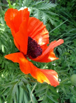 Poppy