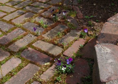 The pansy path
