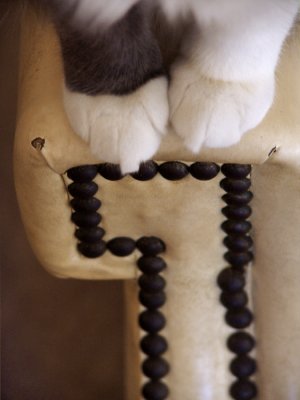 Paws
