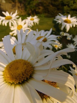 shasta daisies