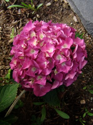 hydrangea