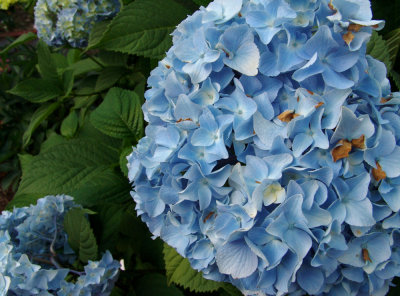 hydrangea