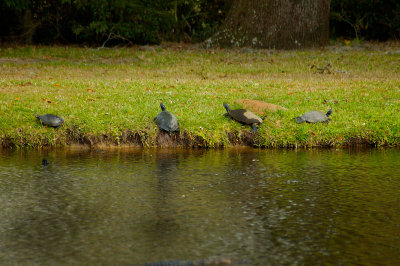 Brookgreen Gardens