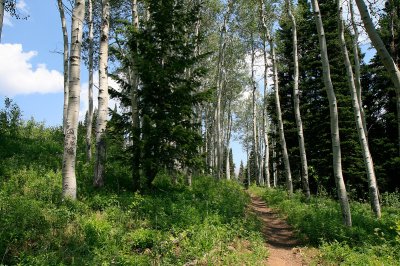 Aspens Phillips Canyon.jpg