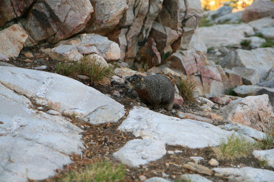 One of a Thousand Marrmots.jpg