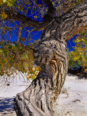 Tree at White Sands