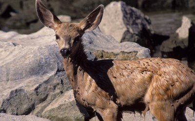 Fawn on the Snake