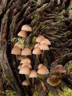 Mushrooms at Brookgreen Gardens