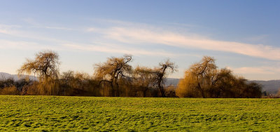 Scappoose