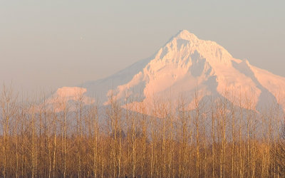 Mt Hood