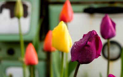 Tulips in Back Yard