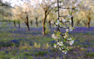 Spring