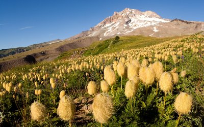 Mt Hood