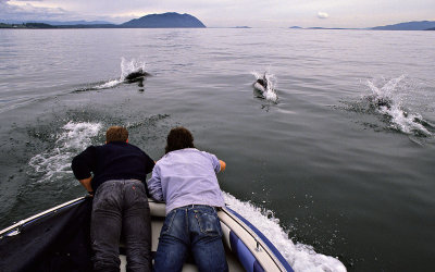 Brent and Curt with Dall's Porpoise's