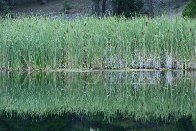 Cattails on Lily Lake