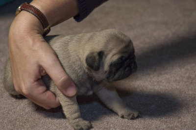 Pug Pup