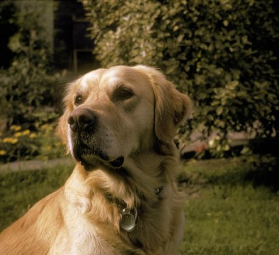 Penmont Benjamin Dusty, the Golden Retriever- Joy and John's first dog
