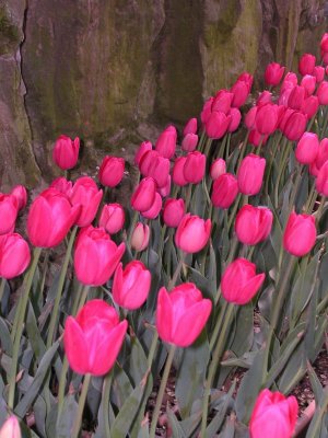 Tulip display at the Gardens