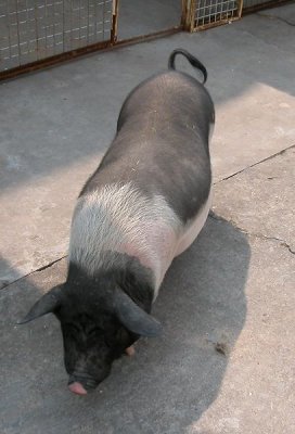 Parkson, Tiny Tots' pig