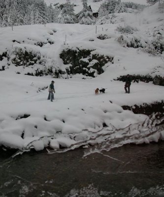 Dogs in the snow