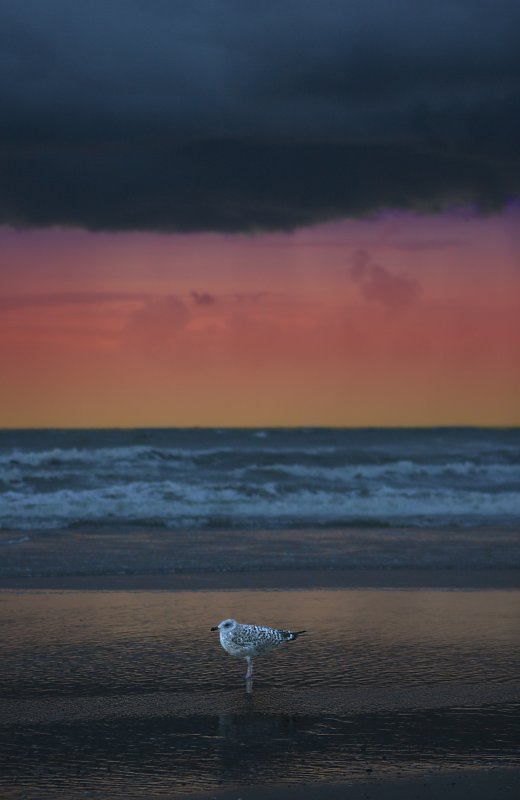 Seagull